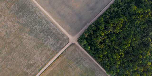 A section of the Amazon rainforest is seen next to soybean fields in Belterra, Brazil November 30, 2019. A summit is underway in Gabon on how to protect the world's largest forests.