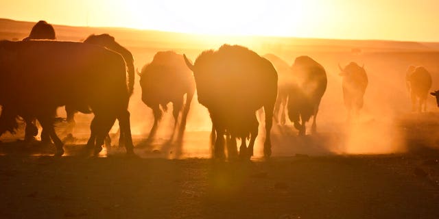 FILE: Bison awaiting transfer to Native American tribes walk in a herd inside a corral at Badlands National Park, on Oct. 13, 2022, near Wall, S.D.
