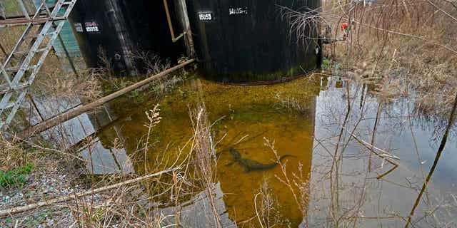 A small alligator swims in the collected water around the dilapidated infrastructure of an "orphan well" site in Lottie, Louisiana, on Feb. 16, 2023. 