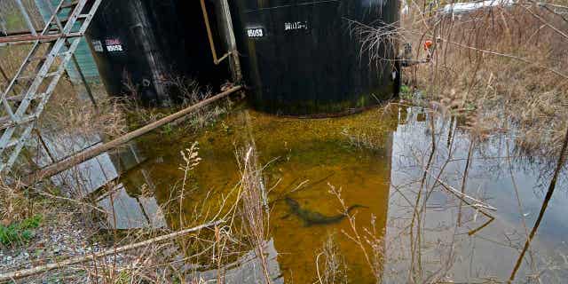 A small alligator swims in the collected water around the dilapidated infrastructure of an "orphan well" site in Lottie, Louisiana, on Feb. 16, 2023.