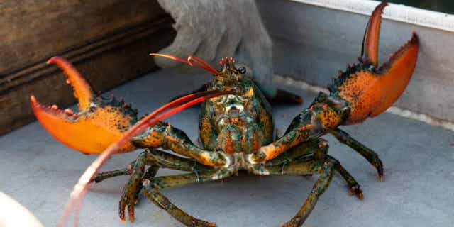 A lobster rears its claws