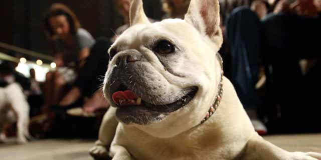 US has new favorite dog breed as French bulldog ousts Labrador retrievers from top spot 2 A French bulldog lies on the floor of the Cathedral of St. John the Divine on Oct. 7, 2007, in New York. The American Kennel Club announced on March 15, 2023, that French bulldogs have become the United States' most prevalent dog breed.