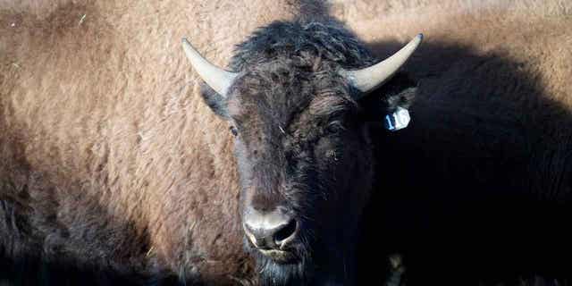 One of the Denver Mountain Park bison is pictured in Golden, Colorado, on March 15, 2023. The bison are being transferred to several Native American tribes across the Great Plains.