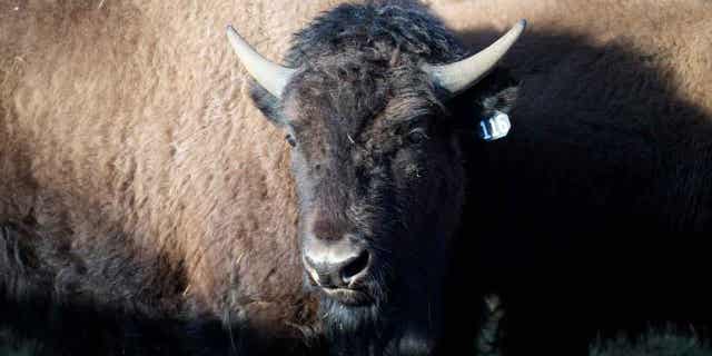 One of the Denver Mountain Park bison is pictured in Golden, Colorado, on March 15, 2023. The bison are being transferred to several Native American tribes across the Great Plains.