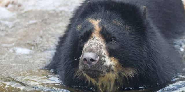 The St. Louis Zoo's Andean bear named Ben is pictured in 2021. The St. Louis Zoo announced on March 21, 2023, that Ben the bear is headed to a Texas zoo with a moat.