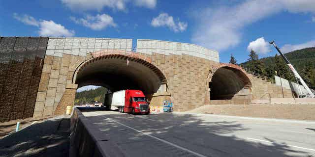 Eastbound Interstate 90 traffic passes beneath a wildlife bridge under construction in Washington on Oct. 4, 2018. New Mexico will build its first wildlife highway overpasses for creatures large and small and will also set aside $100 million for conservation projects.