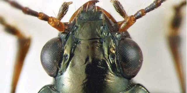 A rare beetle species known as Bembidion brownorum discovered by UC Berkeley entomologist Kipling Will is pictured above. The Bembidion brownorum species had not been observed by scientists in more than 55 years prior to being found on former California Gov. Jerry Brown's ranch. The beetle will be named after Brown since it was found his property.