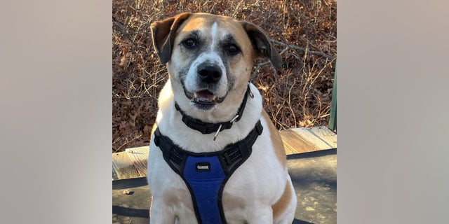 Shepherd mix Riley, although friendly, is more reserved than her brother, according to ARF.