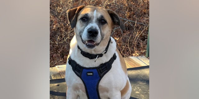 Bonded dog pair in New York ready to be adopted by loving home: ‘Dynamic duo’ Shepherd mix Riley, although friendly, is more reserved than her brother, according to ARF.