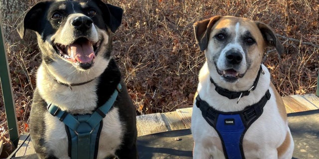 Brody (left) and Riley, a six-year-old bonded pair, are available for adoption at ARF of the Hamptons in New York.