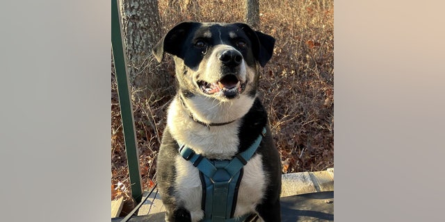 Bonded dog pair in New York ready to be adopted by loving home: ‘Dynamic duo’ Brody is independent and great at playing fetch, ARF told Fox News Digital.