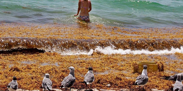 Monica Madrigal menemukan jalannya ke laut melalui rakit tebal rumput laut Sargassum yang terdampar di tepi pantai oleh area 71st Street di Miami Beach pada tahun 2020.