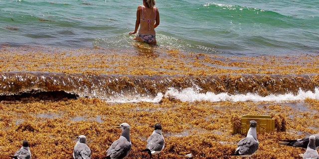 Monica Madrigal menemukan jalannya ke laut melalui rakit tebal rumput laut Sargassum yang terdampar di tepi pantai oleh area 71st Street di Miami Beach pada tahun 2020.
