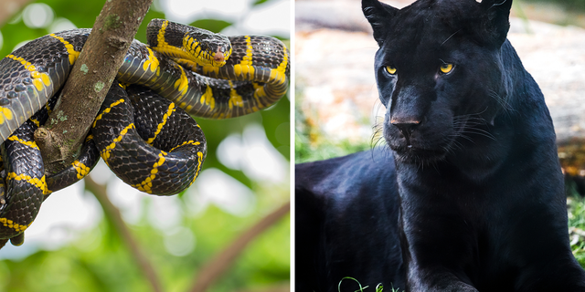 Gold-ringed cat snakes (left), also known as Boiga dendrophila, is a yellow and black snake that's native to Asia. Black jaguars (right), also known as Panthera once, is a wild cat native to South America. A viral ‘Amazon snake cat’ photo appears to have combined the look of the two animals.