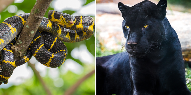 gold-ringed cat snake (Boiga dendrophila) next to a black jaguar