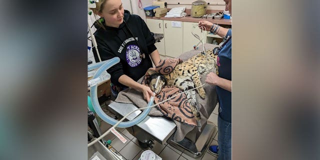 Ohio authorities discover massive cat excessive on cocaine, attribute curiosity to in style ‘Cocaine Bear’ film Ohio authorities discover massive cat excessive on cocaine, attribute curiosity to in style ‘Cocaine Bear’ film