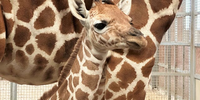 A 131-pound giraffe was born at the Dallas Zoo on March 19.