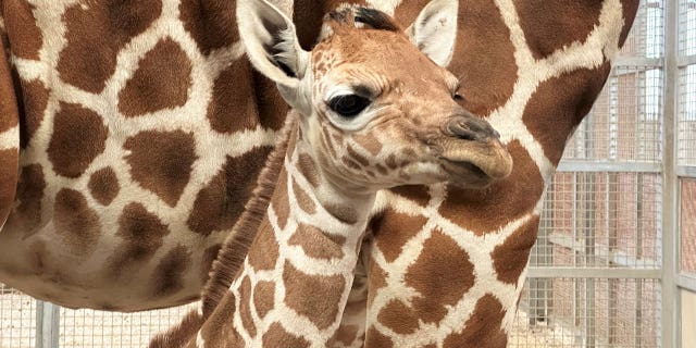 A 131-pound giraffe was born at the Dallas Zoo on March 19.