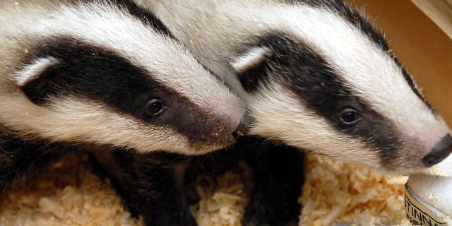Two badger cubs are seen in the Szeged Game Park in Szeged, south of Budapest, Hungary, on April 12, 2006.