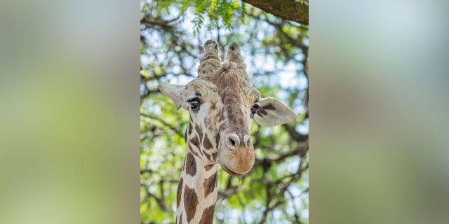 A giraffe at the Milwaukee County Zoo named Bahatika died unexpectedly on Wednesday morning.