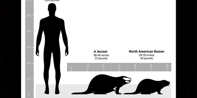 A diagram showing how the A. buceei compares to a modern North American Beaver. 