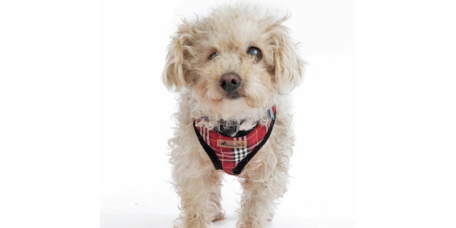 Bindi is up for adoption at Muttville Senior Dog Rescue in San Francisco.