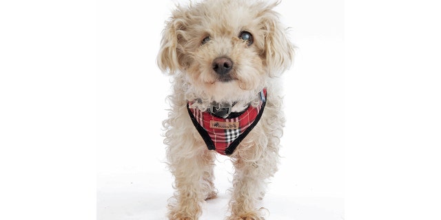 Bindi is up for adoption at Muttville Senior Dog Rescue in San Francisco.