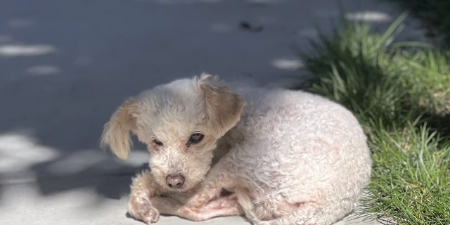 Bindi loves to sunbathe and isn’t much of a beggar when it comes to treats, according to her foster family.