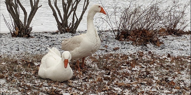 Blossom and Frankie (pictured here) have found love on the grounds of Riverside Cemetery in Marshalltown, Iowa.