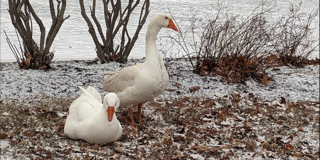 Blossom and Frankie (pictured here) have found love on the grounds of Riverside Cemetery in Marshalltown, Iowa.