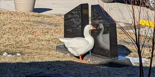 Blossom is pictured in this image, staring at her reflection in a shiny gravestone. "Come share life with me at Riverside Cemetery, where you'll enjoy swimming in the lovely lake, good food, numerous friends, and peeking in the door of the office building at the strange but kind humans there, who feed us lots of goodies," Blossom's personal ad, which was posted to Facebook stated.