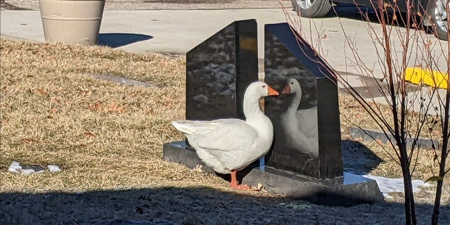 Blossom is pictured in this image, staring at her reflection in a shiny gravestone. "Come share life with me at Riverside Cemetery, where you'll enjoy swimming in the lovely lake, good food, numerous friends, and peeking in the door of the office building at the strange but kind humans there, who feed us lots of goodies," Blossom's personal ad, which was posted to Facebook stated.