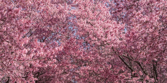 Pohon sakura bermekaran di Pemakaman Kongres saat cuaca hangat di luar musimnya di Washington, DC, pada 23 Februari 2023.