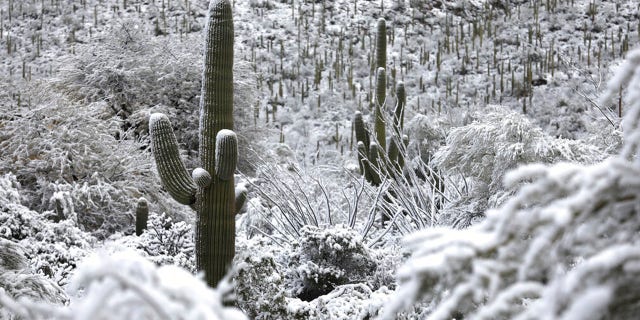 Snow dusts Saguaro cactus in the foothills of the Santa Catalina Mountains north of Tucson, Ariz., on March 2, 2023.