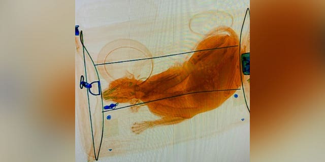A traveler passing through Norfolk International Airport in Virginia put their cat through the TSA checkpoint X-ray machine last Friday.