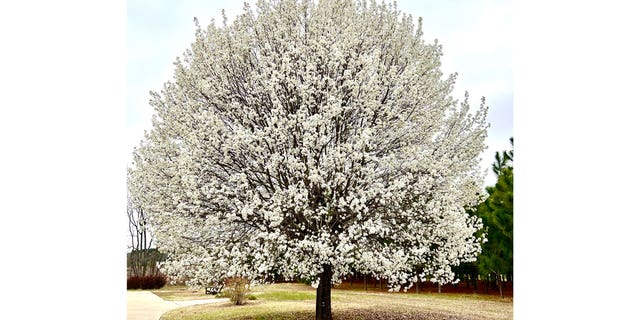This March 10, 2022, image provided by Kelly Oten Shows a "Bradford" callery pear tree in full bloom in North Carolina.