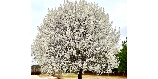 This March 10, 2022, image provided by Kelly Oten Shows a "Bradford" callery pear tree in full bloom in North Carolina.