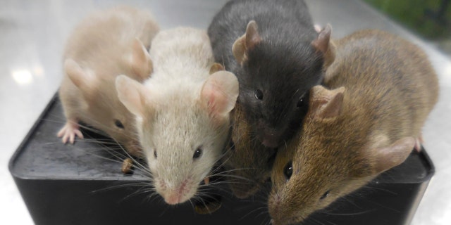 This photo provided by researcher Katsuhiko Hayashi shows mice derived from stem cells, four weeks after their birth, in Osaka, Japan, in September 2021. In a study published Wednesday, March 16, 2023, in the journal Nature, scientists led by Hayashi created baby mice with two fathers for the first time by turning male mouse stem cells into female cells in a lab.