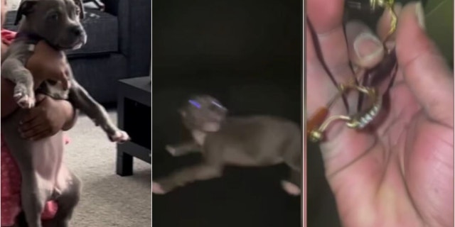 A Detroit man was arrested for viciously beating a dog that he says broke his glasses.