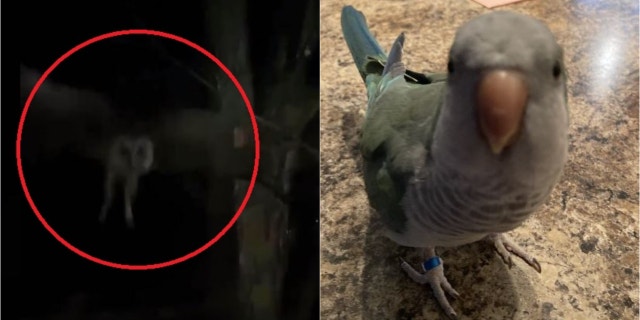 A New Hampshire woman says her grandson caught the owl on video slamming into a window where the family parrot was sitting.