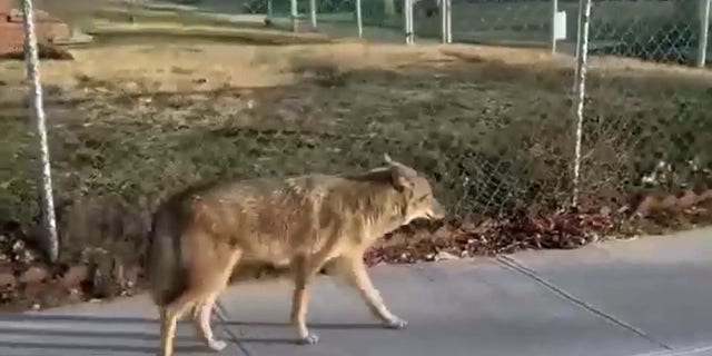 New York City residents spot coyote strolling through busy Queens ...