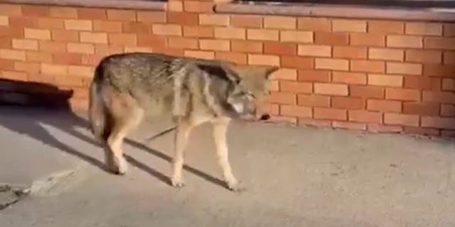Footage shared on social media by the New York City Police Department shows the creature roaming through Floral Park.