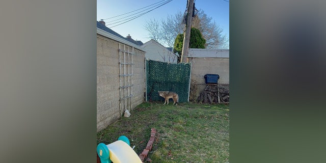 The coyote was also spotted enjoying residents backyards.