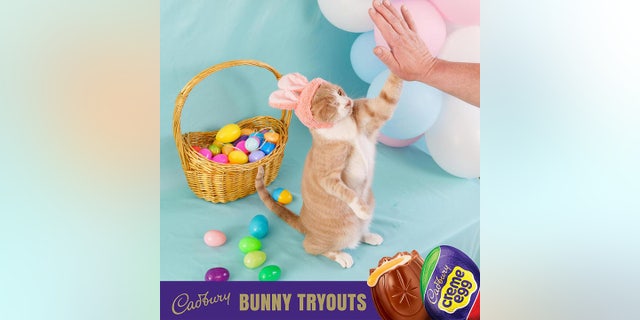 Crash will star in Cadbury’s "Clucking Bunny" commercial for spring 2023.