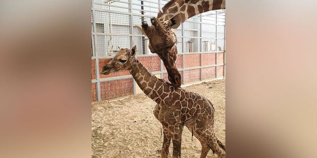 A mother and baby giraffe are shown together at the Dallas Zoo. Making the son do hard work will help him realize 