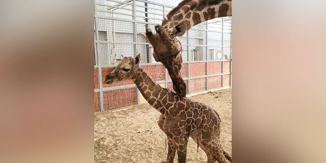 A mother and baby giraffe are shown together at the Dallas Zoo. Making the son do hard work will help him realize 