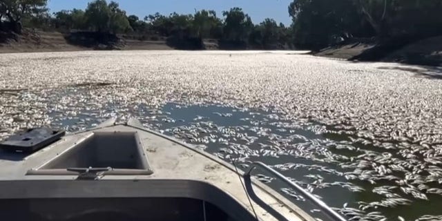 Millions of dead fish have clogged a river near an Australian town. 