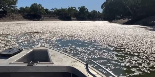 Millions of dead fish have clogged a river near a small Australian town. 