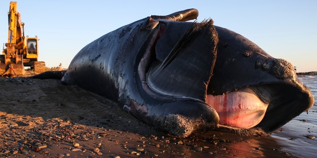 A nine-year-old male right whale lays dead on a beach on Miscou Island in the Canadian province of New Brunswick after being towed onto the shore the night before on June 7, 2019. 