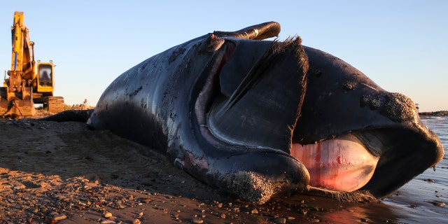 A nine-year-old male right whale lays dead on a beach on Miscou Island in the Canadian province of New Brunswick after being towed onto the shore the night before on June 7, 2019.